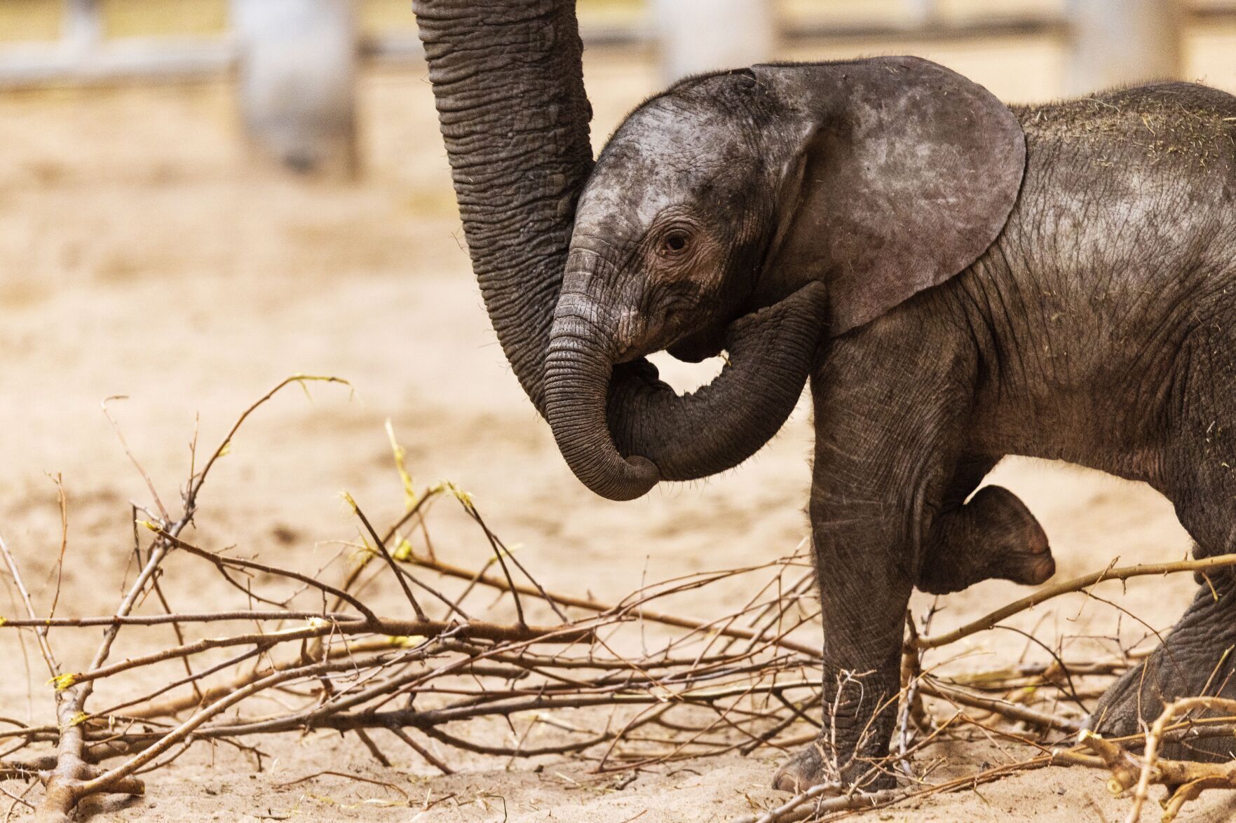 021522-owh-new-elephants-pic-cm002